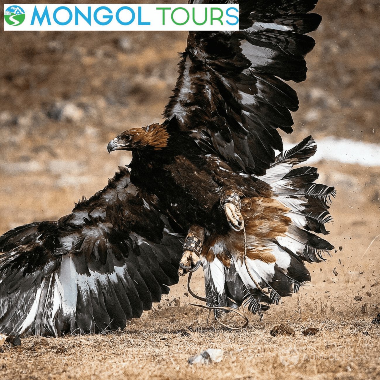 Mongol Tours